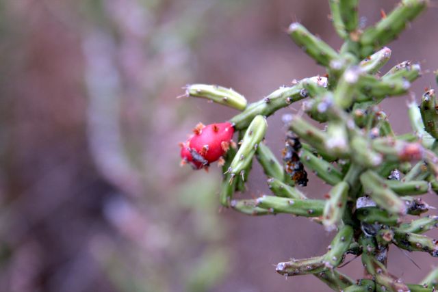 Blooming Cactus