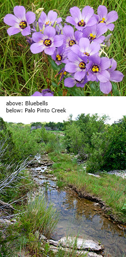Bluebell wildflowers and Palo Pinto Creek at Palo Pinto Mountains State Park